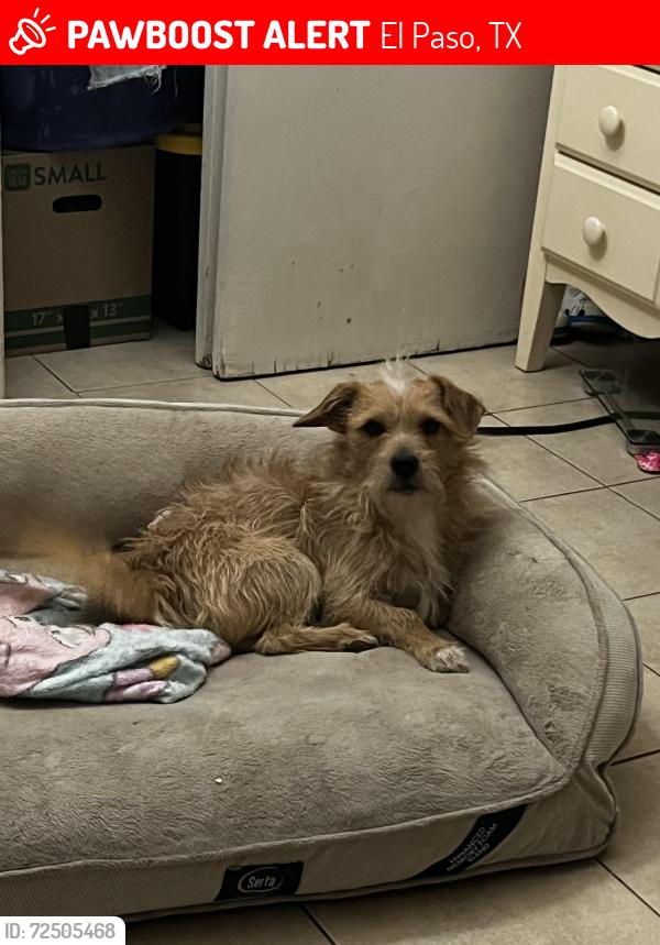 Lost Male Dog last seen Salamanca and Socorro, El Paso, TX 79927