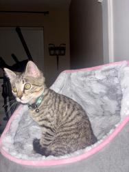 Lost Female Cat last seen Decatur and madre mesa, Las Vegas, NV 89108