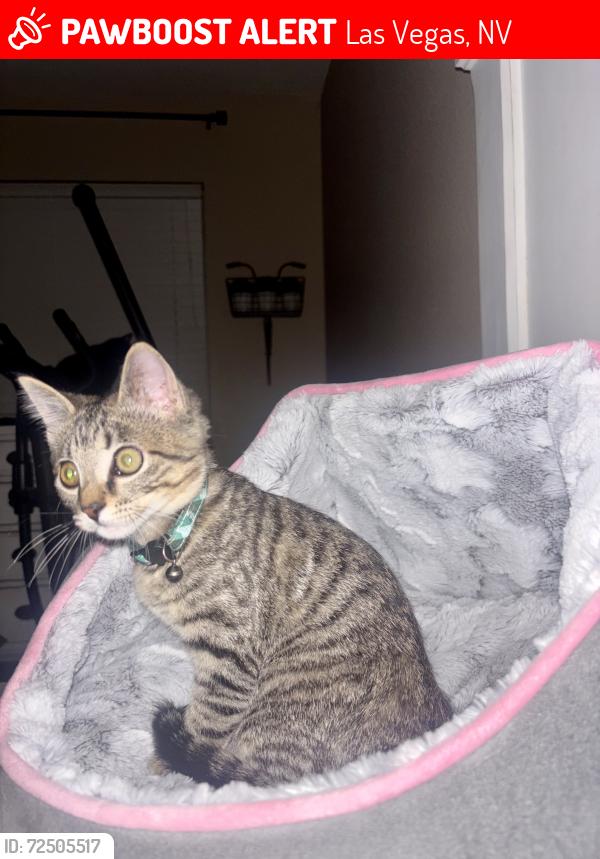 Lost Female Cat last seen Decatur and madre mesa, Las Vegas, NV 89108