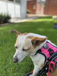 Reunited Female Dog last seen Central and 55th, Los Angeles, CA 90011