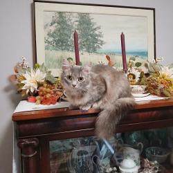 Lost Female Cat last seen Town Park in Tradition, Port St. Lucie, FL 34987