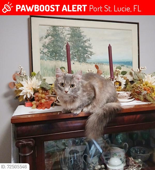 Lost Female Cat last seen Town Park in Tradition, Port St. Lucie, FL 34987