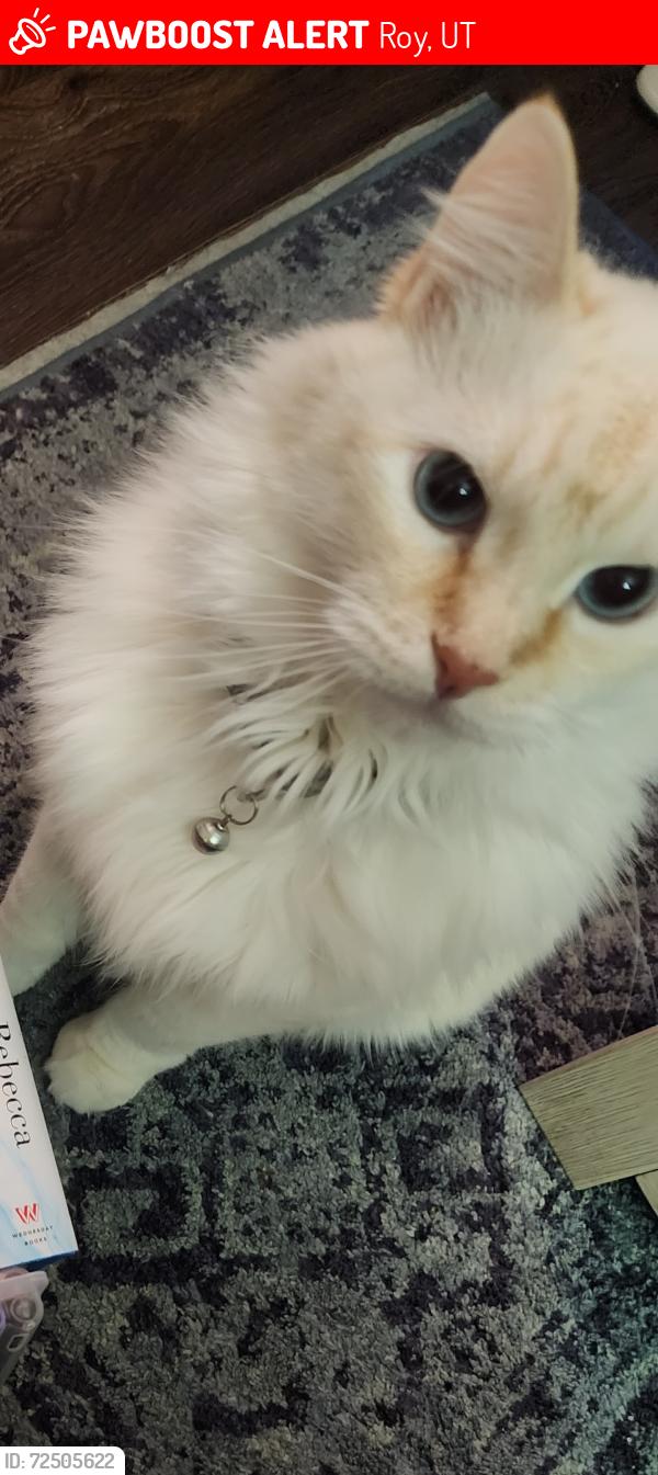 Lost Male Cat last seen Near W near 6000 S, Roy, UT 84067