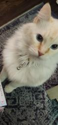 Lost Male Cat last seen Near W near 6000 S, Roy, UT 84067