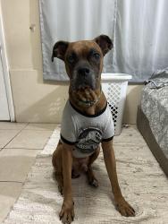 Lost Male Dog last seen Taylor Road, Webb, AL 36376