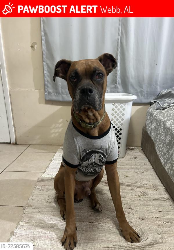Lost Male Dog last seen Taylor Road, Webb, AL 36376