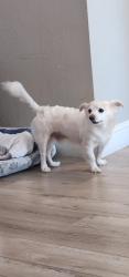 Lost Male Dog last seen Usa, Oakland, CA 94605