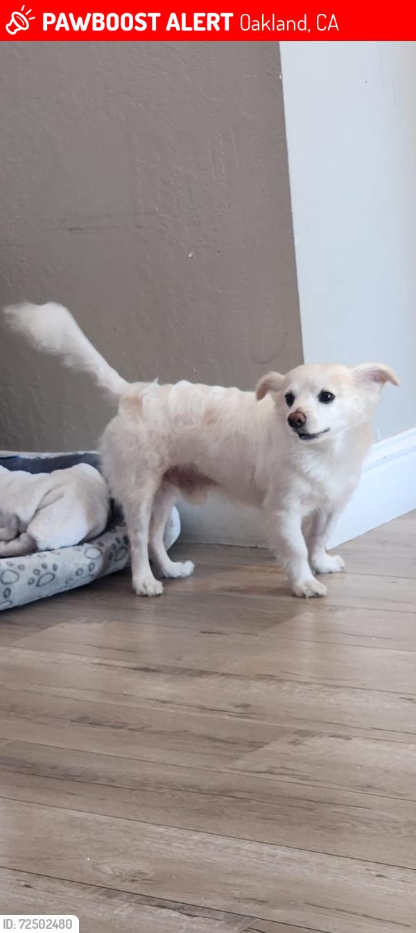 Lost Male Dog last seen Usa, Oakland, CA 94605