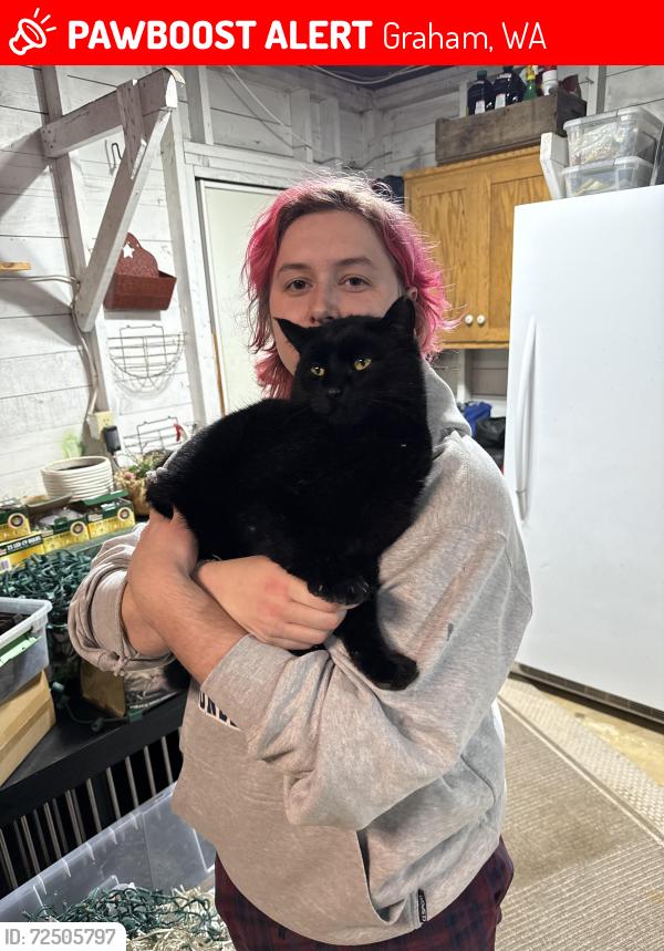 Lost Male Cat last seen Near th, Graham, WA 98338