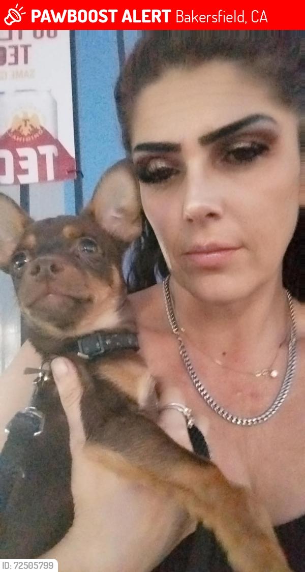 Lost Male Dog last seen Edison hwy- Mt Vernon Ave California ave , Bakersfield, CA 93307
