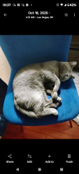 Lost Male Cat last seen Arville and Desert Inn, Las Vegas, NV 89102