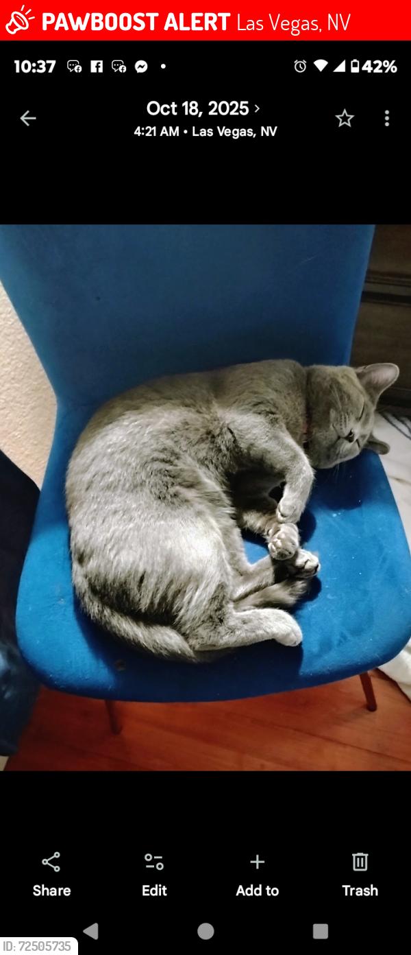 Lost Male Cat last seen Arville and Desert Inn, Las Vegas, NV 89102