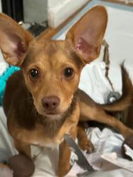 Lost Female Dog last seen Cerca a casa , San Jose, CA 95123