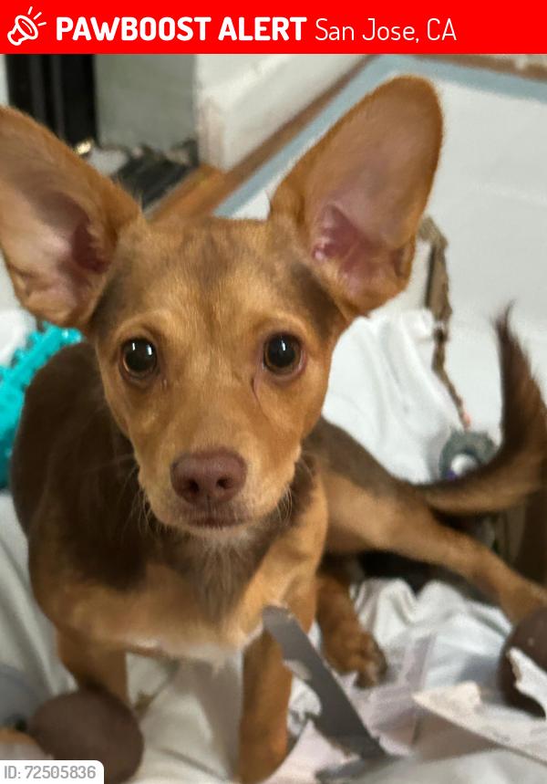 Lost Female Dog last seen Cerca a casa , San Jose, CA 95123