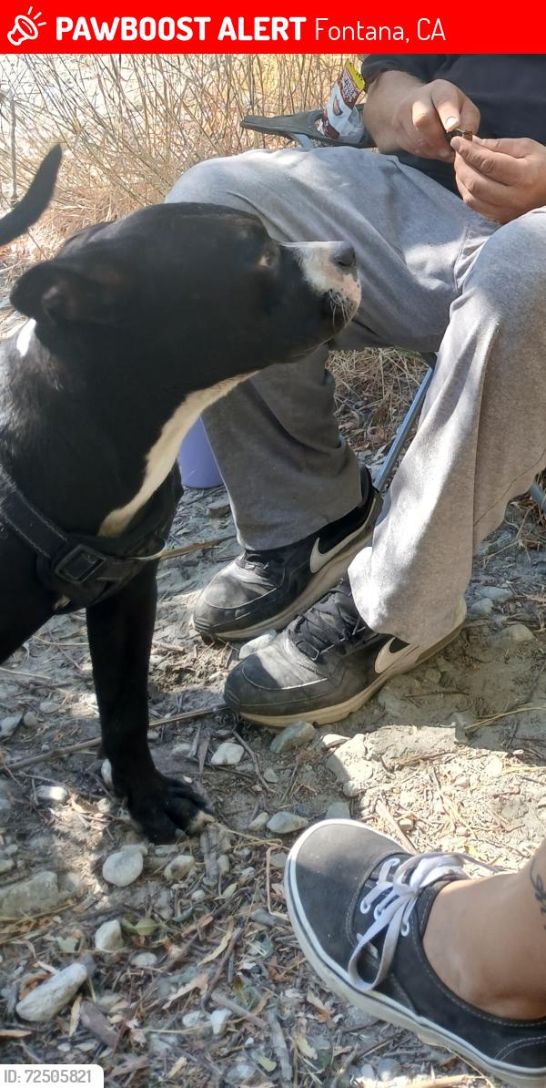 Lost Male Dog last seen Riverside  and Sierra ave, Fontana, CA 92336