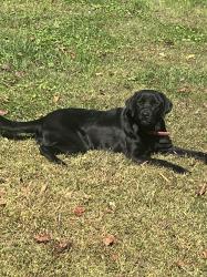 Lost Female Dog last seen alberene soapstone, Schuyler, VA 22969
