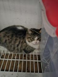 Lost Female Cat last seen 2nd St and El Rey Ave., El Cajon, CA 92021