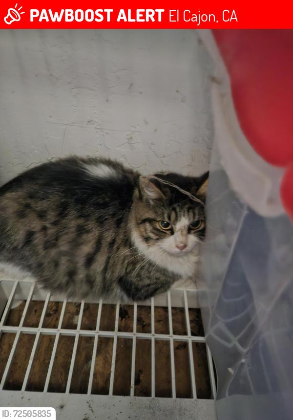 Lost Female Cat last seen 2nd St and El Rey Ave., El Cajon, CA 92021