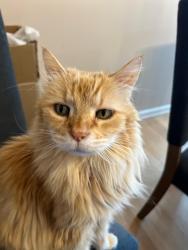 Lost Male Cat last seen Near Flaming Geyser State Park  and Ten Trails neighborhood as the crow flies, Auburn, WA 98092