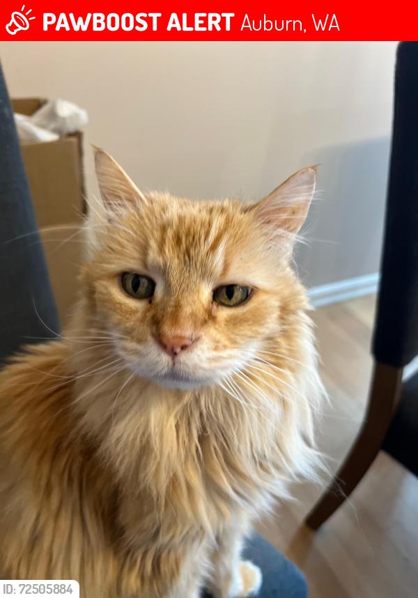 Lost Male Cat last seen Near Flaming Geyser State Park  and Ten Trails neighborhood as the crow flies, Auburn, WA 98092