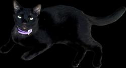 Lost Male Cat last seen Canterbury , Los Angeles, CA 91331
