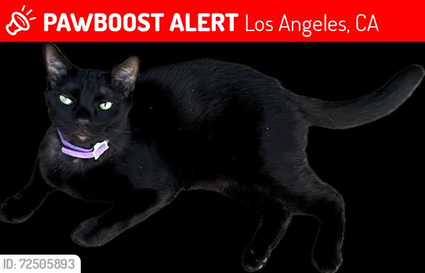 Lost Male Cat last seen Canterbury , Los Angeles, CA 91331