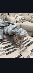 Lost Female Cat last seen Capitan and blue diamond, Las Vegas, NV 89178