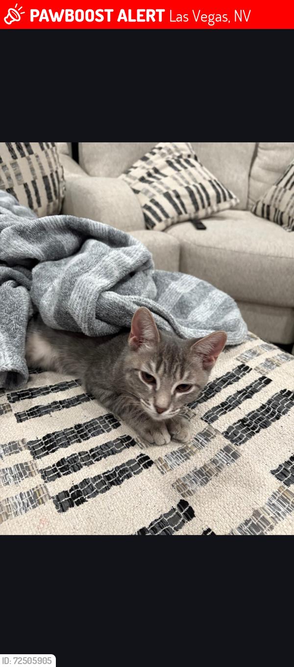 Lost Female Cat last seen Capitan and blue diamond, Las Vegas, NV 89178