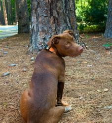 Lost Male Dog last seen W Pennsylvania , Southern Pines, NC 28387