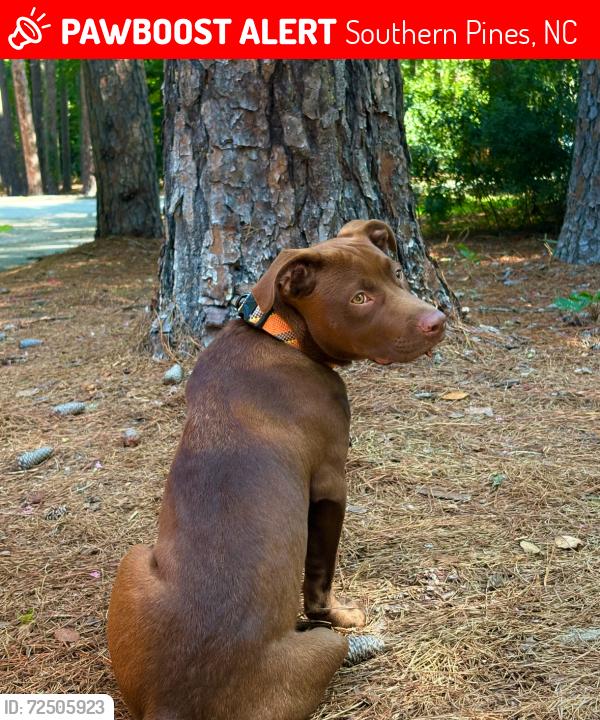 Lost Male Dog last seen W Pennsylvania , Southern Pines, NC 28387