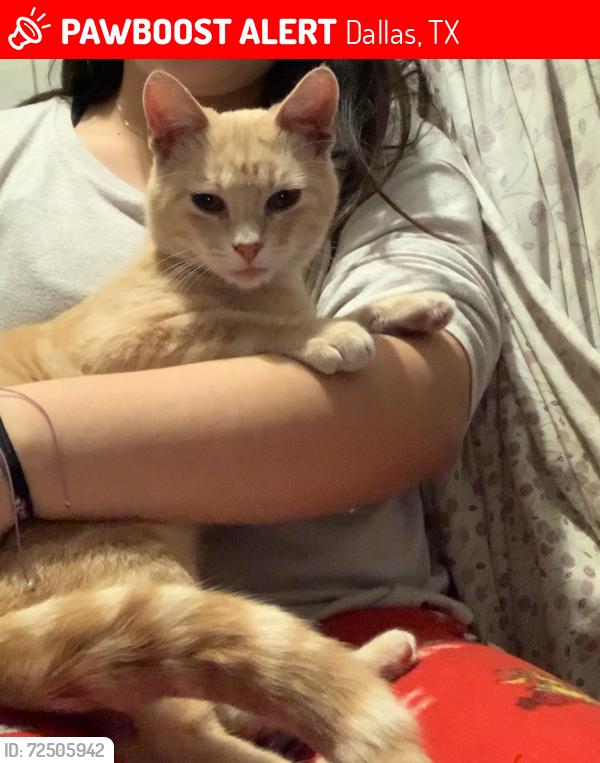 Lost Male Cat last seen Ash Lane , Dallas, TX 75223