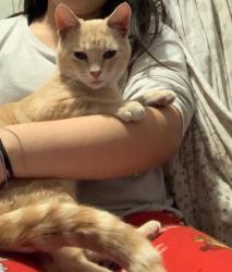 Lost Male Cat last seen Ash Lane , Dallas, TX 75223