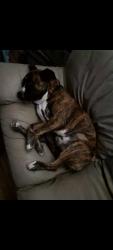 Lost Male Dog last seen Old stein, belle terrace, Bakersfield, CA 93309