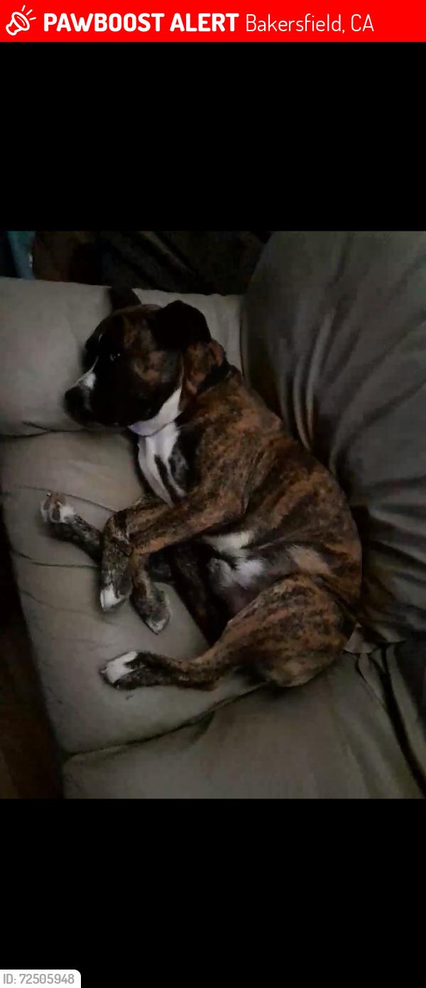 Lost Male Dog last seen Old stein, belle terrace, Bakersfield, CA 93309