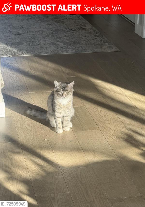 Lost Male Cat last seen helena and cataldo, cataldo and medelia, Spokane, WA 99202