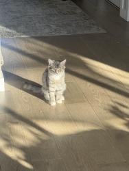 Lost Male Cat last seen helena and cataldo, cataldo and medelia , Spokane, WA 99202