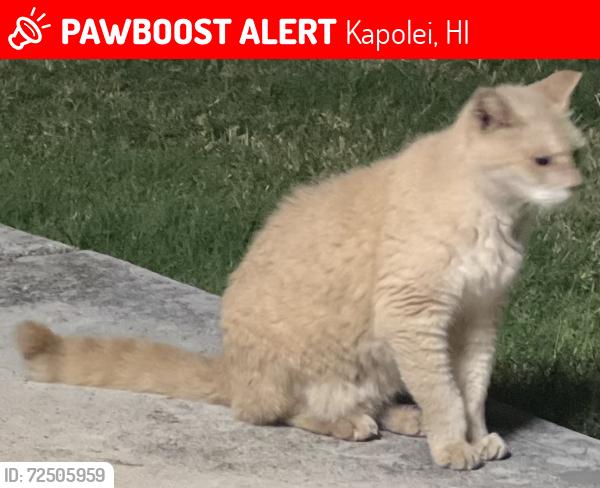 Lost Male Cat last seen Kapolei on Oaniani street, Kapolei, HI 96707
