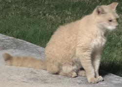 Lost Male Cat last seen Kapolei on Oaniani street, Kapolei, HI 96707