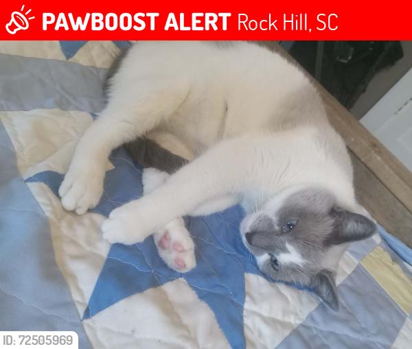 Lost Male Cat last seen Celanese Rd near the Rock hill Air Port , Rock Hill, SC 29732