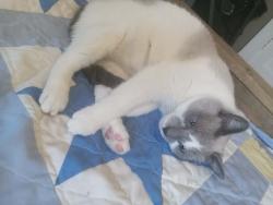 Lost Male Cat last seen Celanese Rd near the Rock hill Air Port , Rock Hill, SC 29732