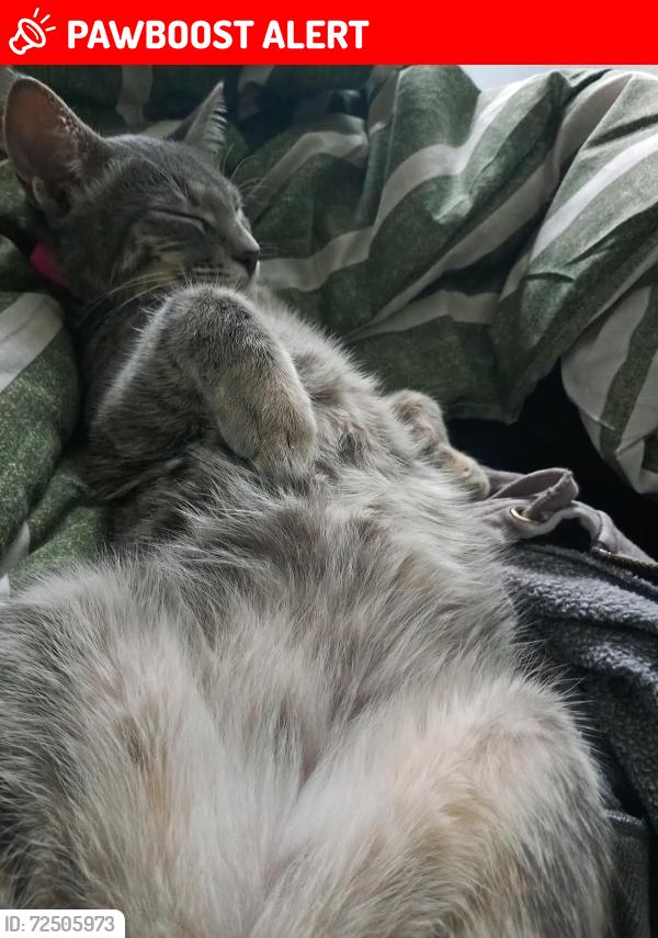 Lost Female Cat last seen Dr Street , Parramatta Park, QLD 4870