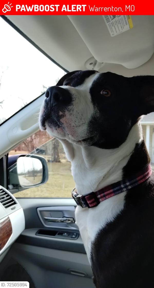 Lost Male Dog last seen The fueler, Warrenton, MO 63383