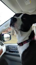 Lost Male Dog last seen The fueler, Warrenton, MO 63383