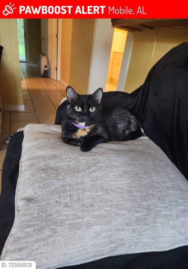 Lost Female Cat last seen Dip and hannon rd, Mobile, AL 36605