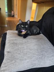 Lost Female Cat last seen Dip and hannon rd, Mobile, AL 36605