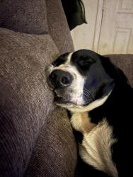 Lost Male Dog last seen Kemerait Dr and cane creek mountain road , Bostic, NC 28018