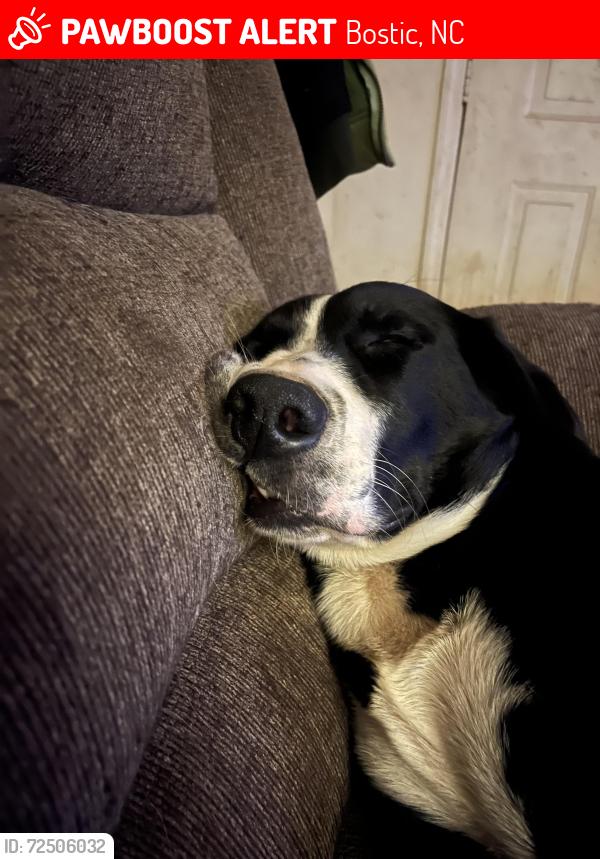 Lost Male Dog last seen Kemerait Dr and cane creek mountain road , Bostic, NC 28018
