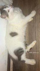 Lost Male Cat last seen Foti Lane, Birmingham, AL 35215