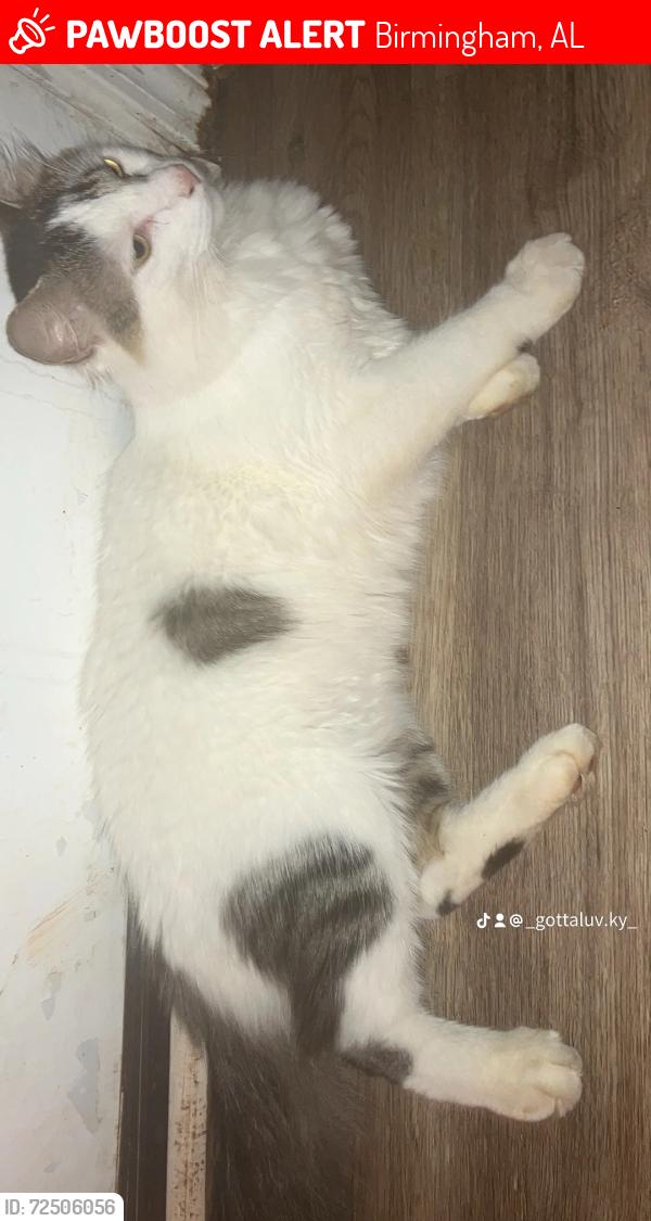 Lost Male Cat last seen Foti Lane, Birmingham, AL 35215