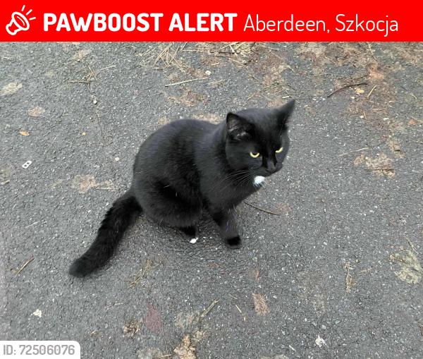 Lost Male Cat last seen Aberdeen Ab243yt, Aberdeen, Szkocja 